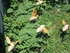 Honey Bees, from above