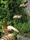 Honey Bees Swarm